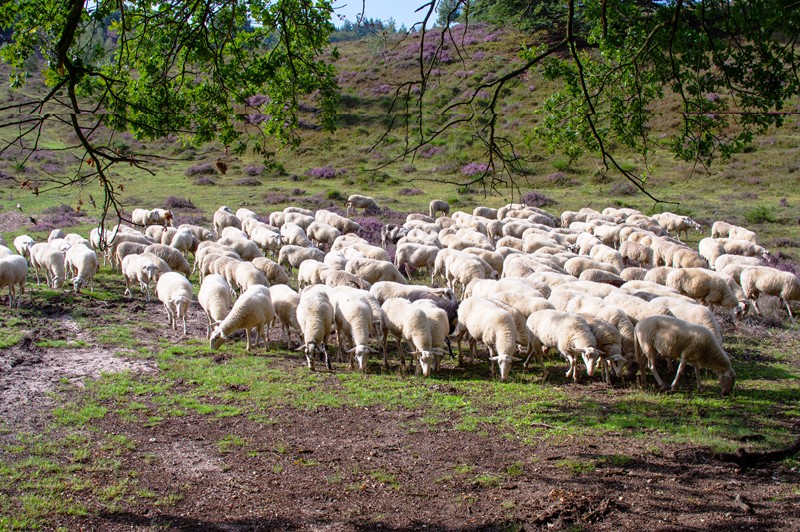 Farming – using the herd basis